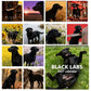 🐕‍🦺2027 Cute Black Labs Calendar